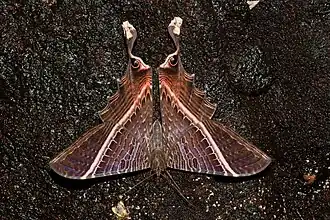 Fotografia da fêmea da mariposa Mania lunus no Suriname. Os seus ocelos e caudas, acima, simulando uma falsa cabeça com mandíbulas ameaçadoramente abertas.