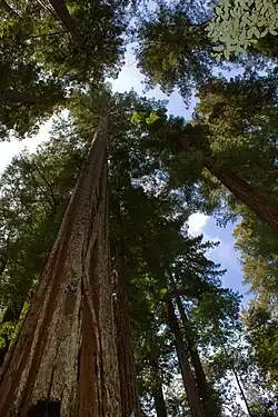 Sequoia sempervirens