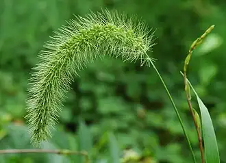 Setaria viridis