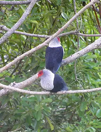 Alectroenas pulcherrima