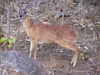 Rafícero-de-sharpe na África do Sul