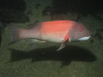 A large fish with a gray head, tail and fins but pink flanks: the eyes are prominent and the chin is white.