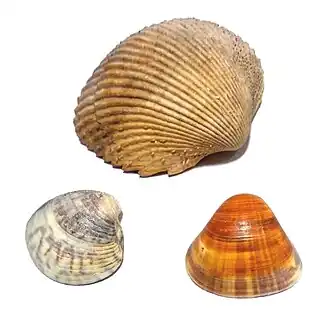 Espécies denominadas berbigão e consumidas no Brasil: Dallocardia muricata (Linnaeus, 1758), da família Cardiidae (acima);[2] Anomalocardia flexuosa (Linnaeus, 1758) (à esquerda)[3][4] e Tivela mactroides (Born, 1778) (à direita),[5] ambas da família Veneridae.[6][7]