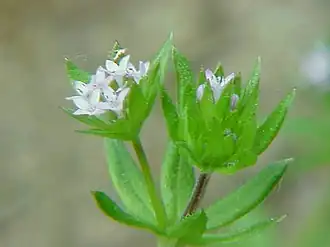 Sherardia arvensis
