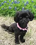 Shih-poo, Pooshih ou Shih Tzu Poodle, cuzamento entre Shih Tzu com poodle
