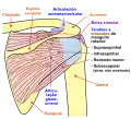 Diagrama da articulação do ombro humano, visão traseira