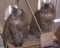 Dois gatinhos siberianos de tabby de cavala marrom.