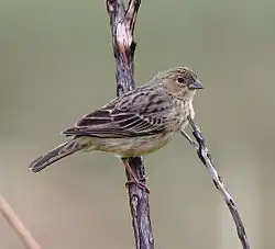 Sicalis citrina (fêmea)