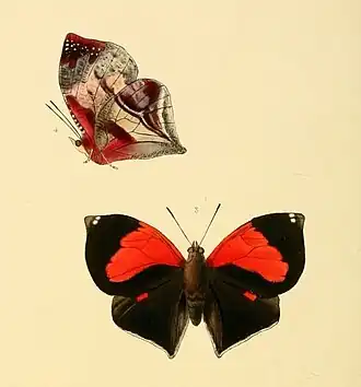 Ilustração de 1856, feita por William Chapman Hewitson, da espécie S. syntyche (vista inferior, acima[4]; vista superior, abaixo[5]); retirada de Illustrations of new species of exotic butterflies: selected chiefly from the collections of W. Wilson Saunders and William C. Hewitson.