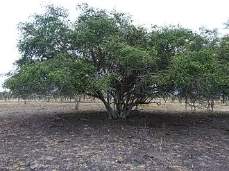 Sideroxylon obtusifolium