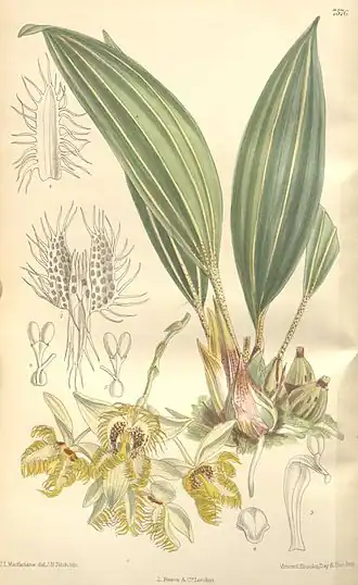 Sievekingia reichenbachiana