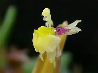 Sigmatostalix graminea