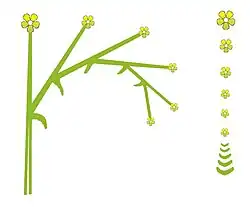 Esquema de uma cimeira circinada ou escorpioide.