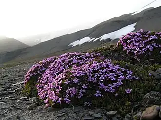 Silene acaulis em Svalbard, Noruega