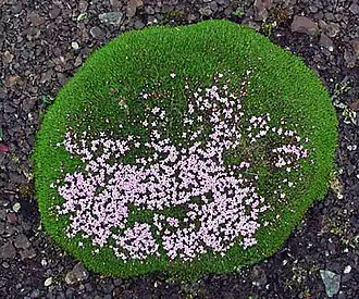 Vista panorâmica, Svalbard