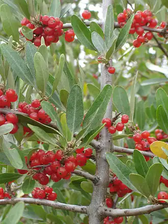 Folhagem e frutos de Shepherdia argentea.