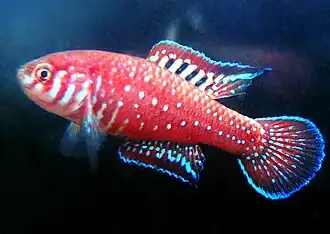 Macho da espécie - Créditos: Pedro de Podestá