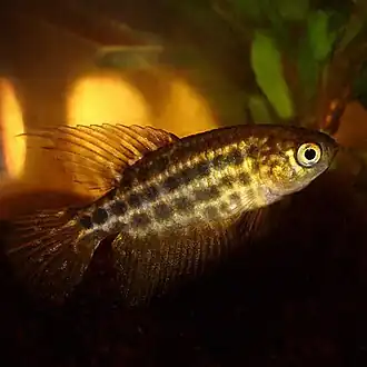 Ophthalmolebias constanciae - anteriormente: Simpsonichthys constanciae