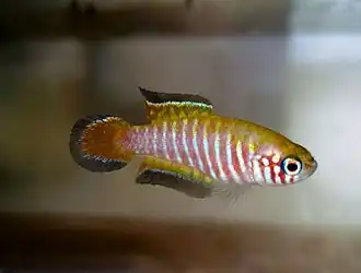 Simpsonichthys boitonei - Créditos: Pedro de Podestá