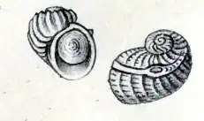Sinezona cingulata (O. G. Costa, 1861) com opérculo, forame e retículo bem aparente, espécie de Scissurelloidea da família Scissurellidae, encontrada em Angola, Cabo Verde e Mar Mediterrâneo.[15]