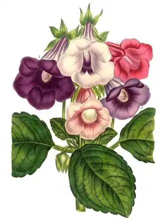 5 variedades de Sinningia speciosa