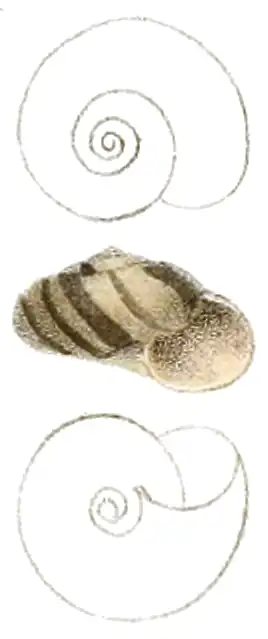 Sinployea decorticata.