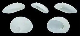 Cinco vistas da concha de Sinum perspectivum (Say, 1831);[3] espécime proveniente da Flórida, Estados Unidos; uma espécie alimentícia.[12]