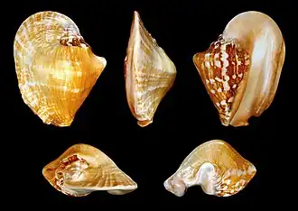 Cinco vistas da concha de Sinustrombus latissimus (Linnaeus, 1758),[4] encontrada no sudoeste do Pacífico;[3] espécime das Filipinas.