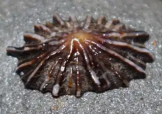 Siphonaria concinna G. B. Sowerby I, 1823, uma das espécies sul-africanas de Siphonariidae; pertencente ao seu gênero mais comumː Siphonaria G. B. Sowerby I, 1823.[1]