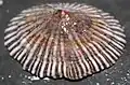 Vista superior-lateral de uma concha de Siphonaria oculus F. Krauss, 1848, uma espécie das costas sul e sudeste da África.[11]