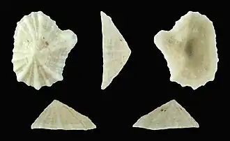 Fotografia de Siphonaria savignyi Krauss, 1848[1], espécie distribuída pelo Mar Vermelho e Golfo de Aqaba.