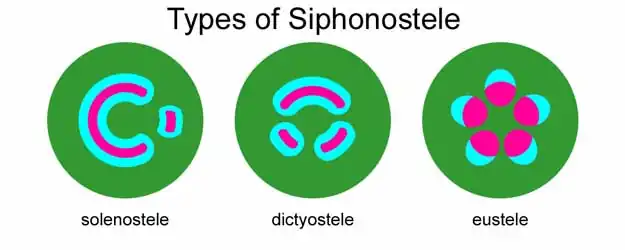 Corte esquemático do três tipos básicos de sifonostela.