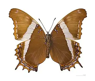 S. superba, vista inferior.