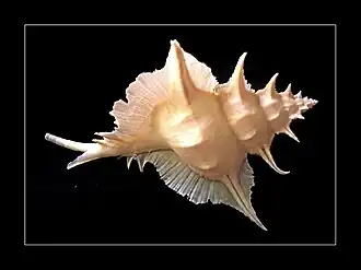 Vista lateral da concha de S. alabaster. Espécime vindo das Filipinas (Mindanau).