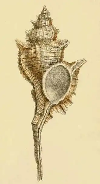 Primeira Ilustração de S. beauii, publicada no Journal de Conchyliologie. 5. (1857).[1][2]