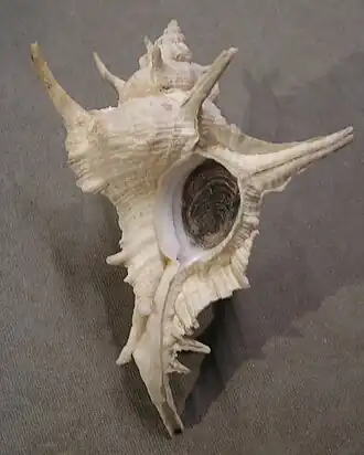 Vista inferior da concha de S. tenuivaricosus. Espécime coletado no sudeste do Brasil, com seu opérculo córneo, de coloração castanha e esculpido com anéis concêntricos.