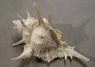 Vista superior da concha de S. tenuivaricosus. Espécime coletado no sudeste do Brasil.