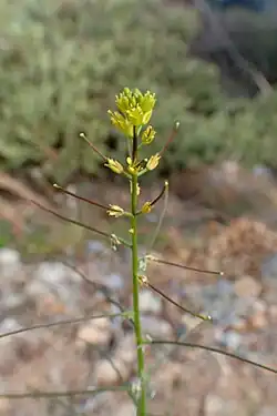 Sisymbrium erysimoides em flor.