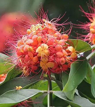 Saraca asoca