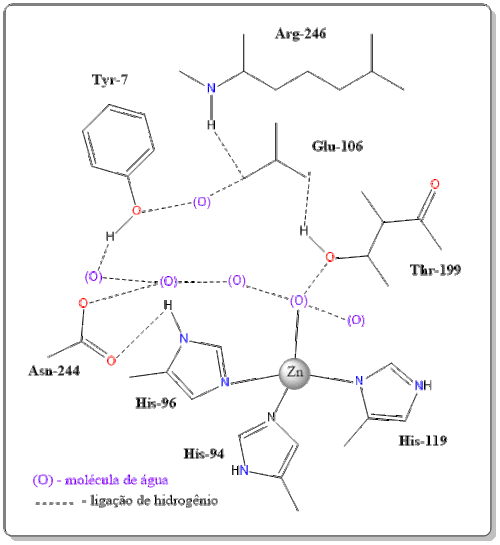 Complexo Zn-resíduo de aminoácidos e água