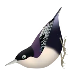 Sitta azurea azurea - note as partes superiores roxas e coberteiras violetas.