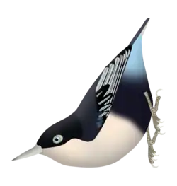 Sitta azurea expectata - note as partes superiores azul-escuras e coberteiras azuis.