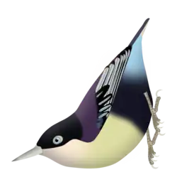 Sitta azurea nigriventer - note as partes superiores azul-arroxeadas, coberteiras azuis e barriga bege.