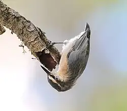 A gray bird in upside down