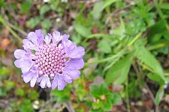 Scabiosa lucida.