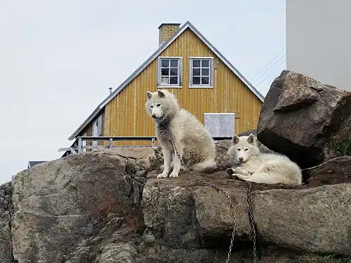 Cães puxadores de trenós.