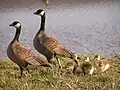 Branta hutchinsii