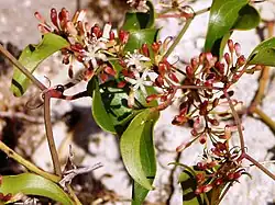 Smilax aspera em flor.
