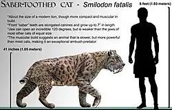 Comparação em escala real entre um Smilodon fatalis e um ser humano.