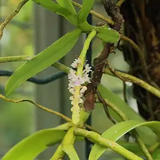 Smitinandia micrantha